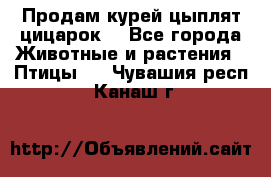 Продам курей цыплят,цицарок. - Все города Животные и растения » Птицы   . Чувашия респ.,Канаш г.